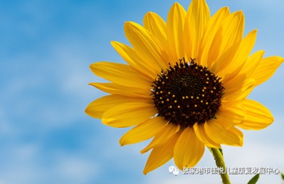 向阳而生，教师节快乐！